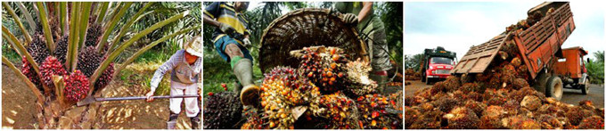 palm fruit harvesting machine